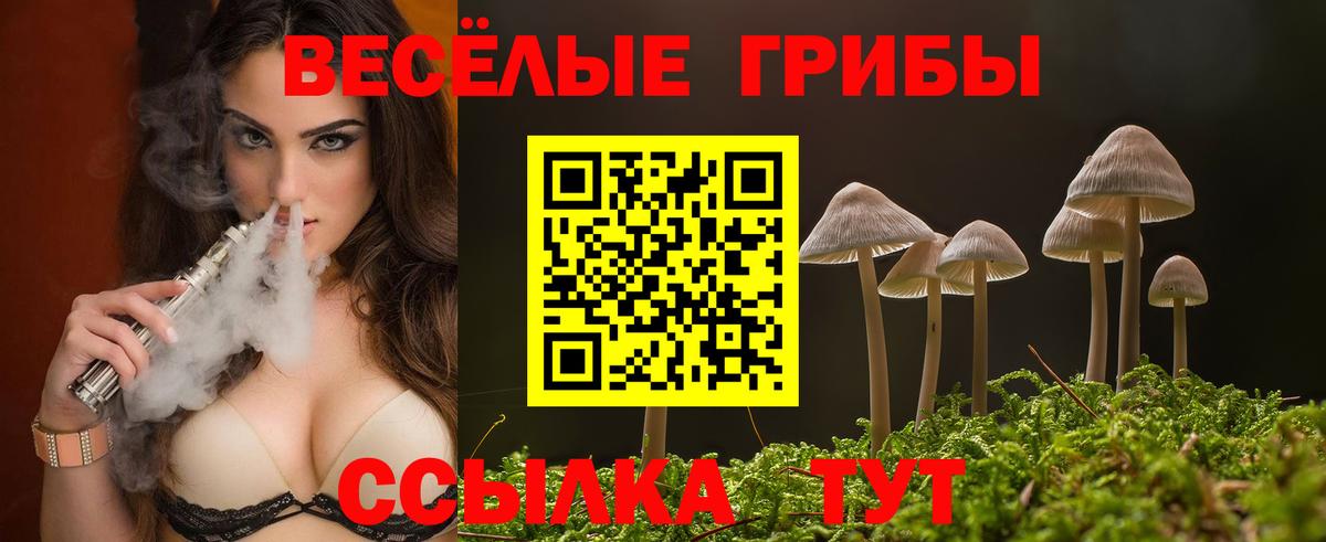 Псилоцибиновые грибы Psilocybe  Бор 